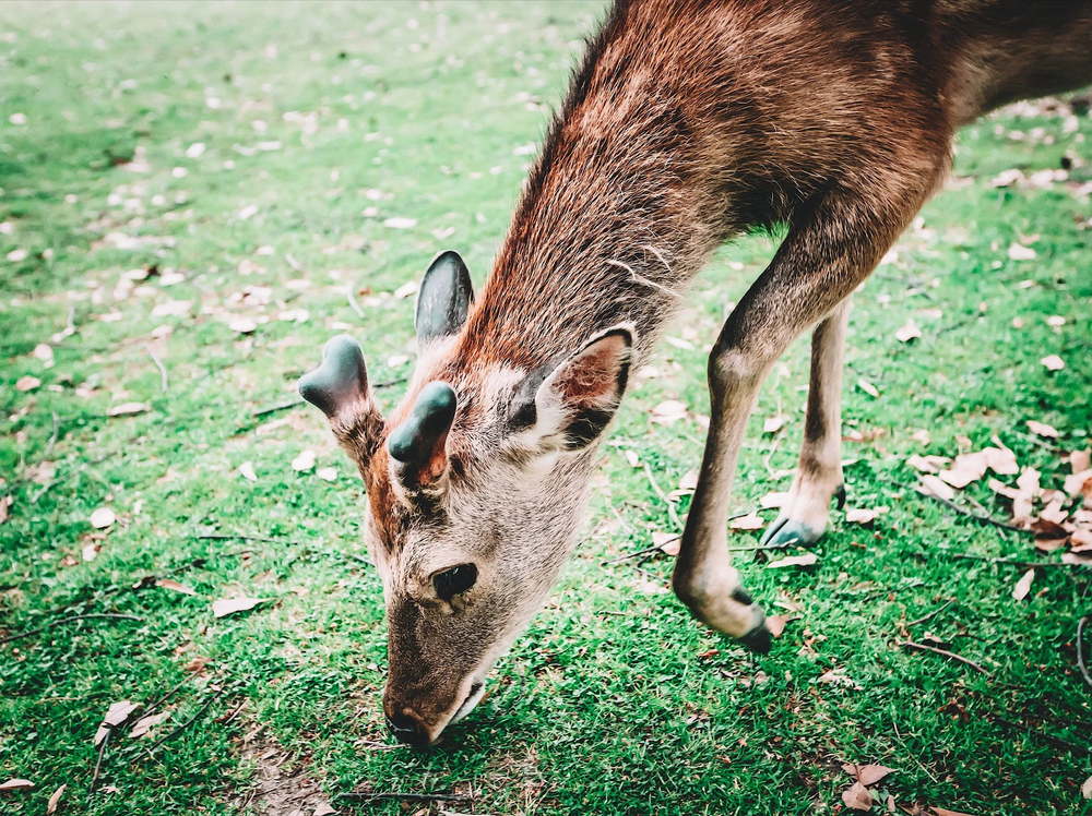   (Deer in Nara Park. Photo by Remi David - Please do not use or reproduce without permission.)  