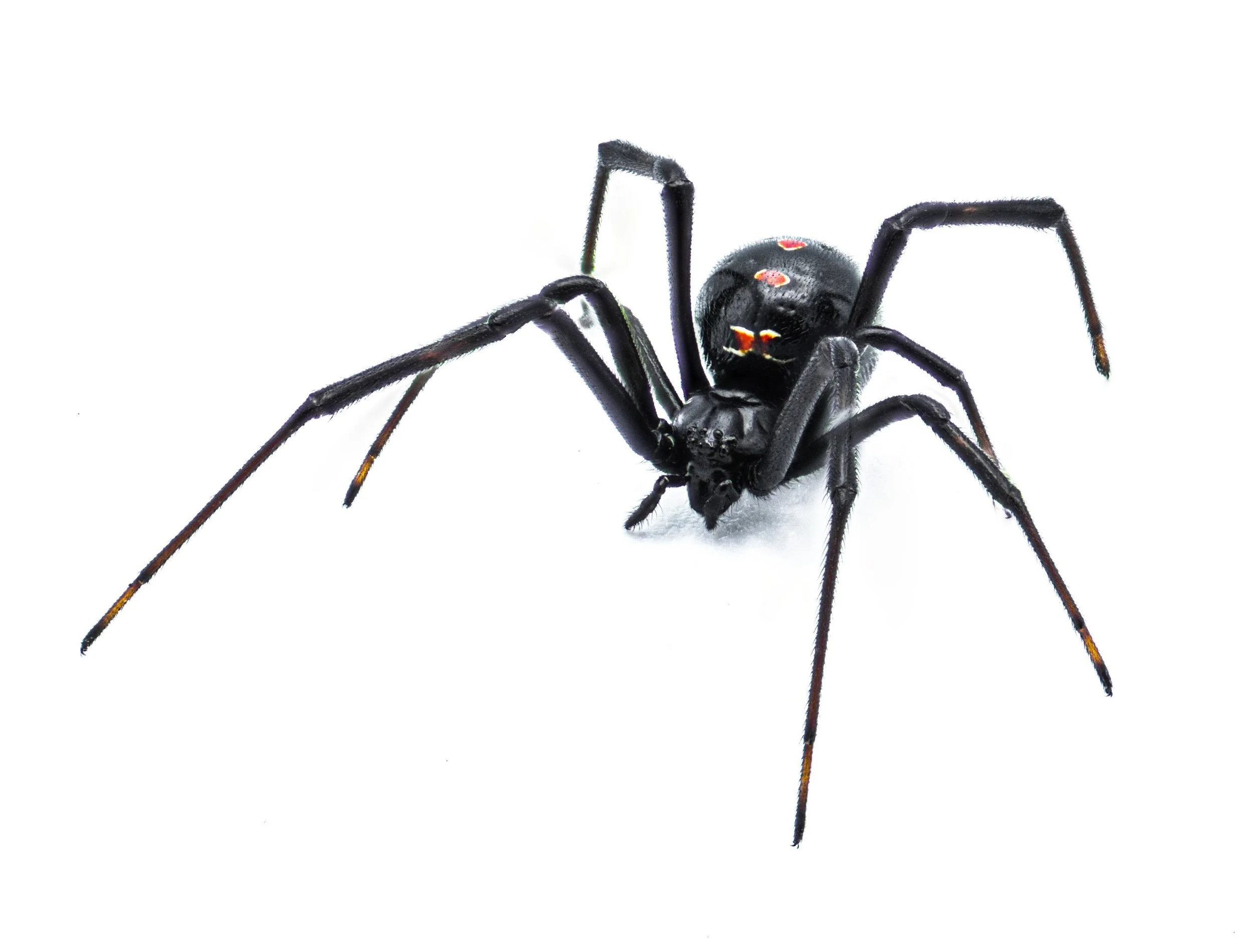 Black Widow Spider Beginner Workshop (24/1/2026) Full Day