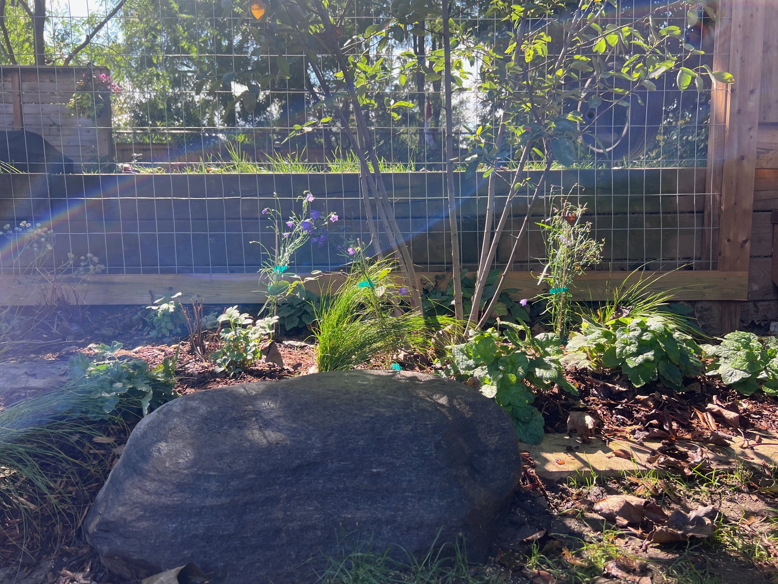A backyard garden with a wooden fence, various green plants, flowers, a large rock, and sunlight creating a lens flare.