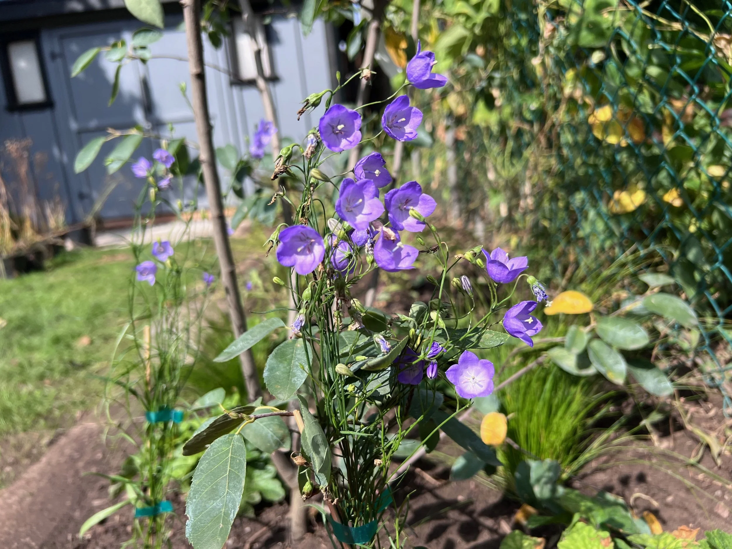 Close-up of purple bellflower blooms on a garden plant, with green leaves and a wire fence in the background.