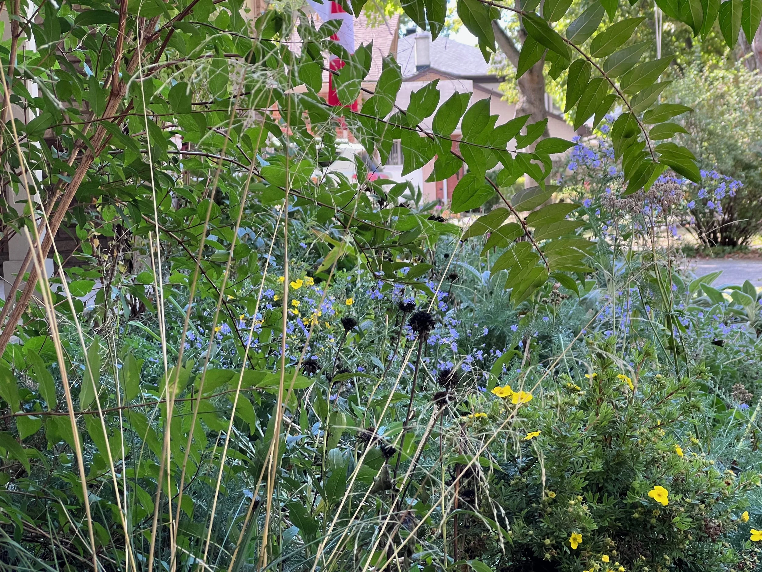 A lush garden with various green leafy plants and blue and yellow flowers in the foreground, residential houses with roofs, trees, and a sidewalk in the background.