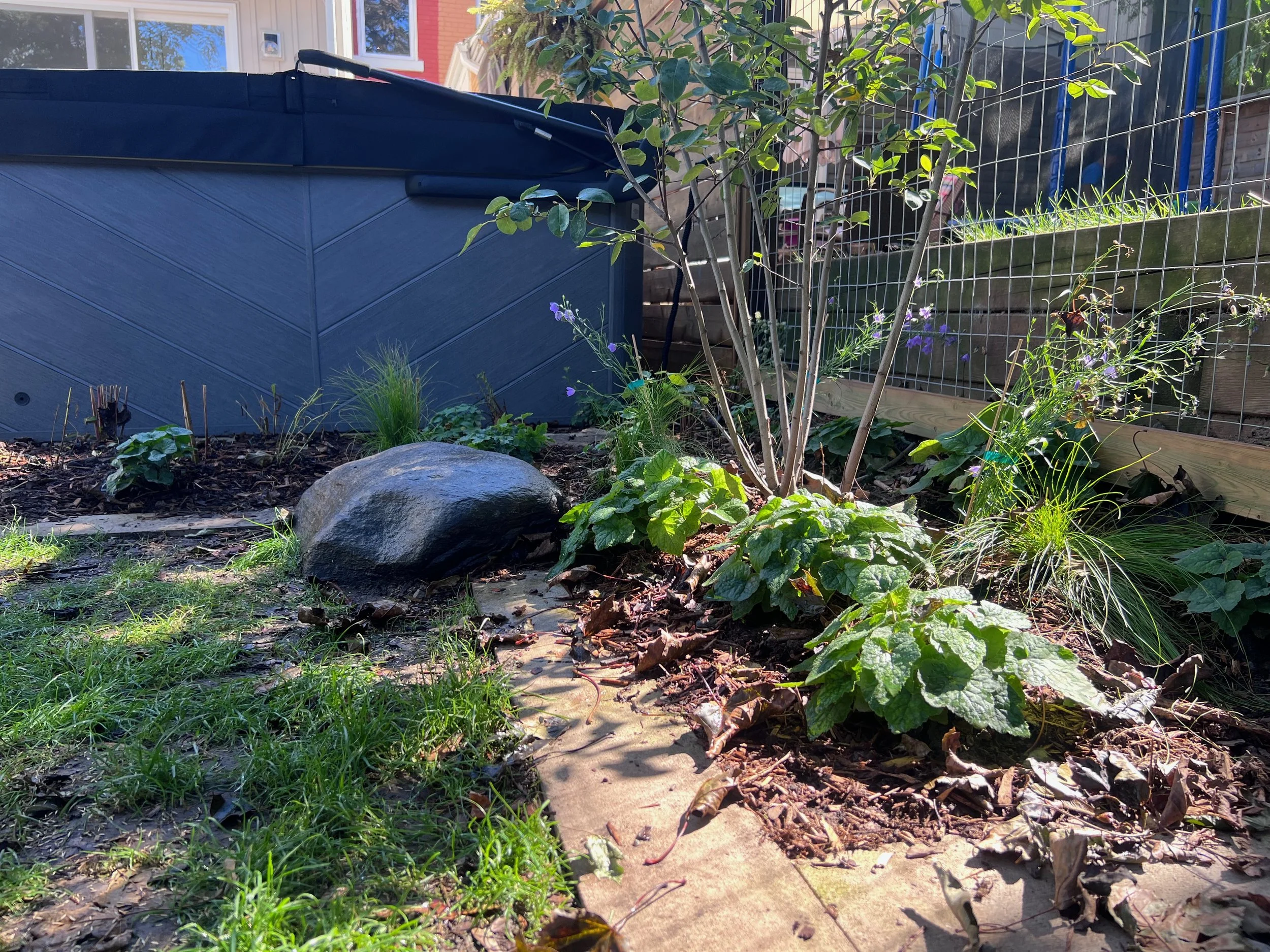 A garden bed with various plants, a large rock, and mulch in front of a house with a large window, fence, and trees.