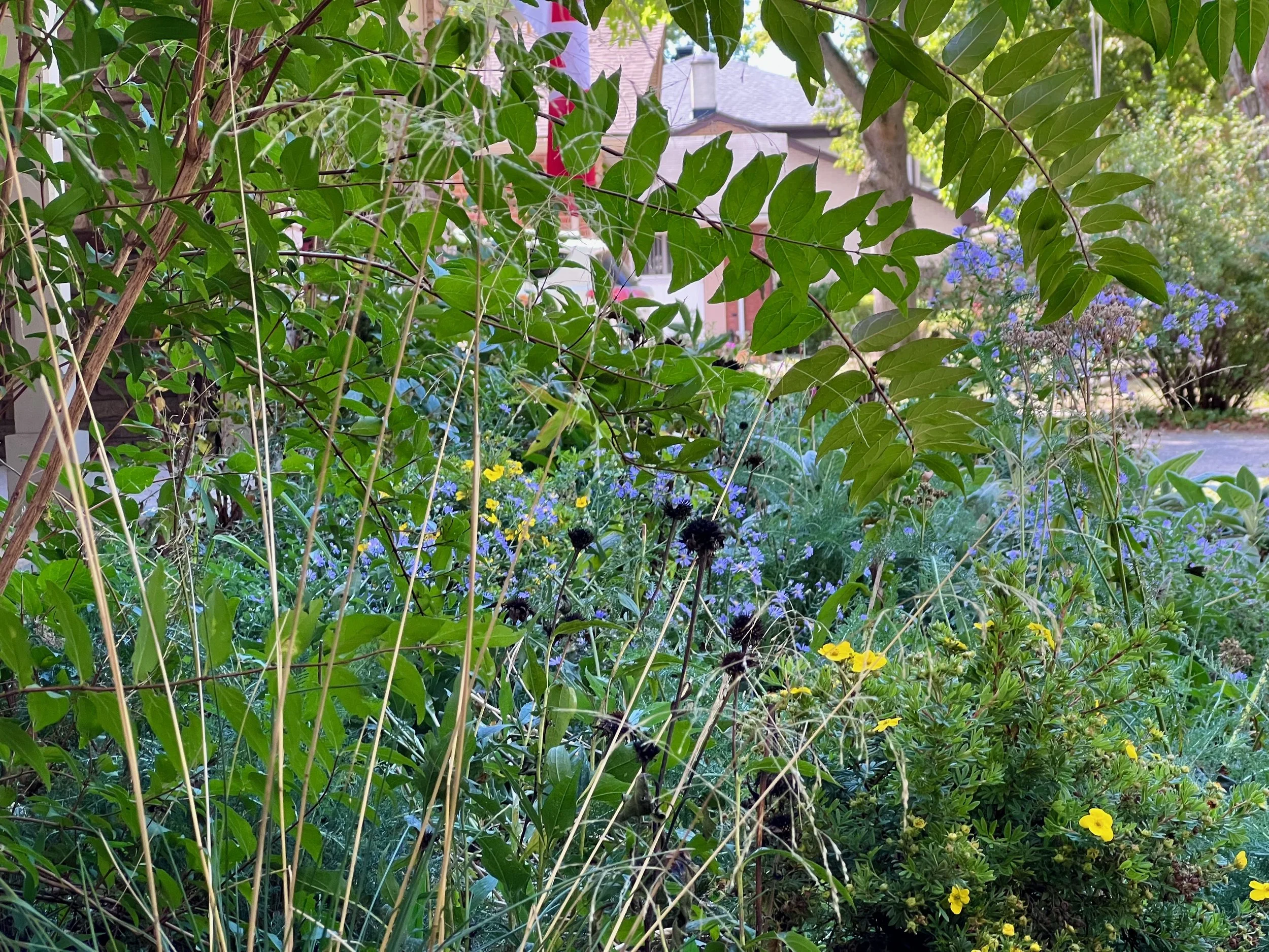 A lush garden with blooming yellow and purple flowers, green leaves, and tree branches, with houses visible in the background.