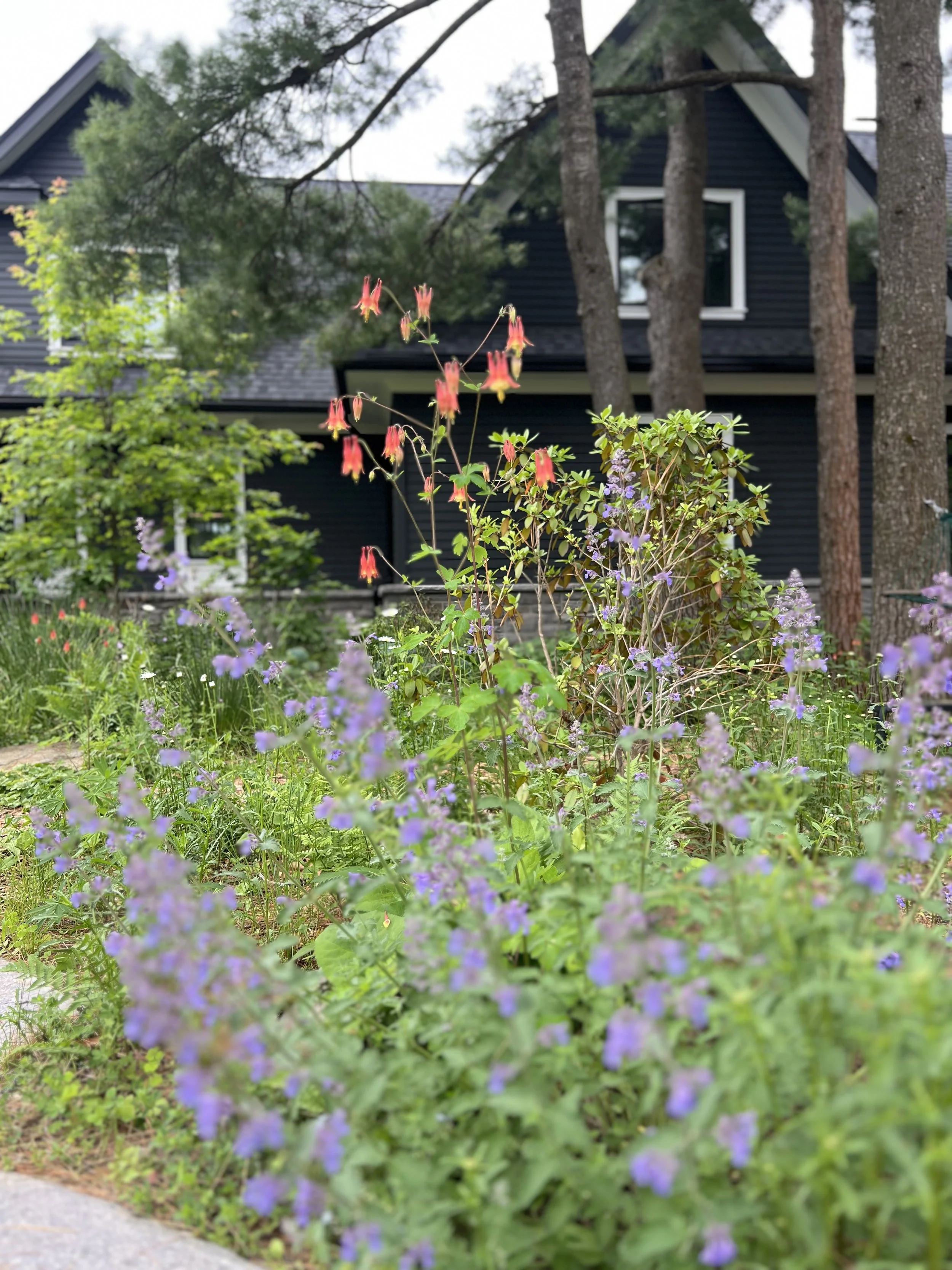 A garden with purple and pink flowers in front of a dark-colored house with a sloped roof and trees.