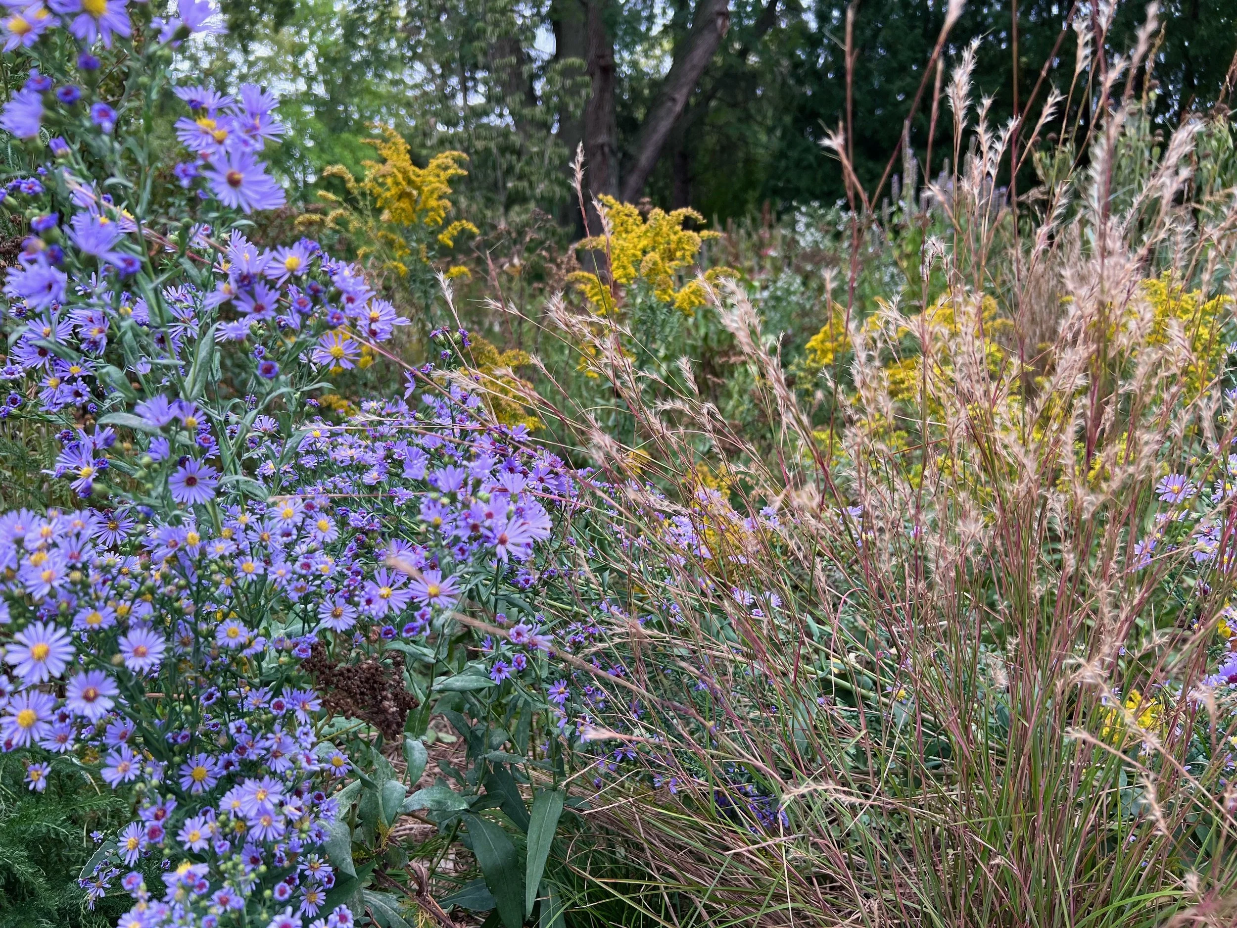 A garden scene with purple daisies and yellow wildflowers among green foliage and trees.