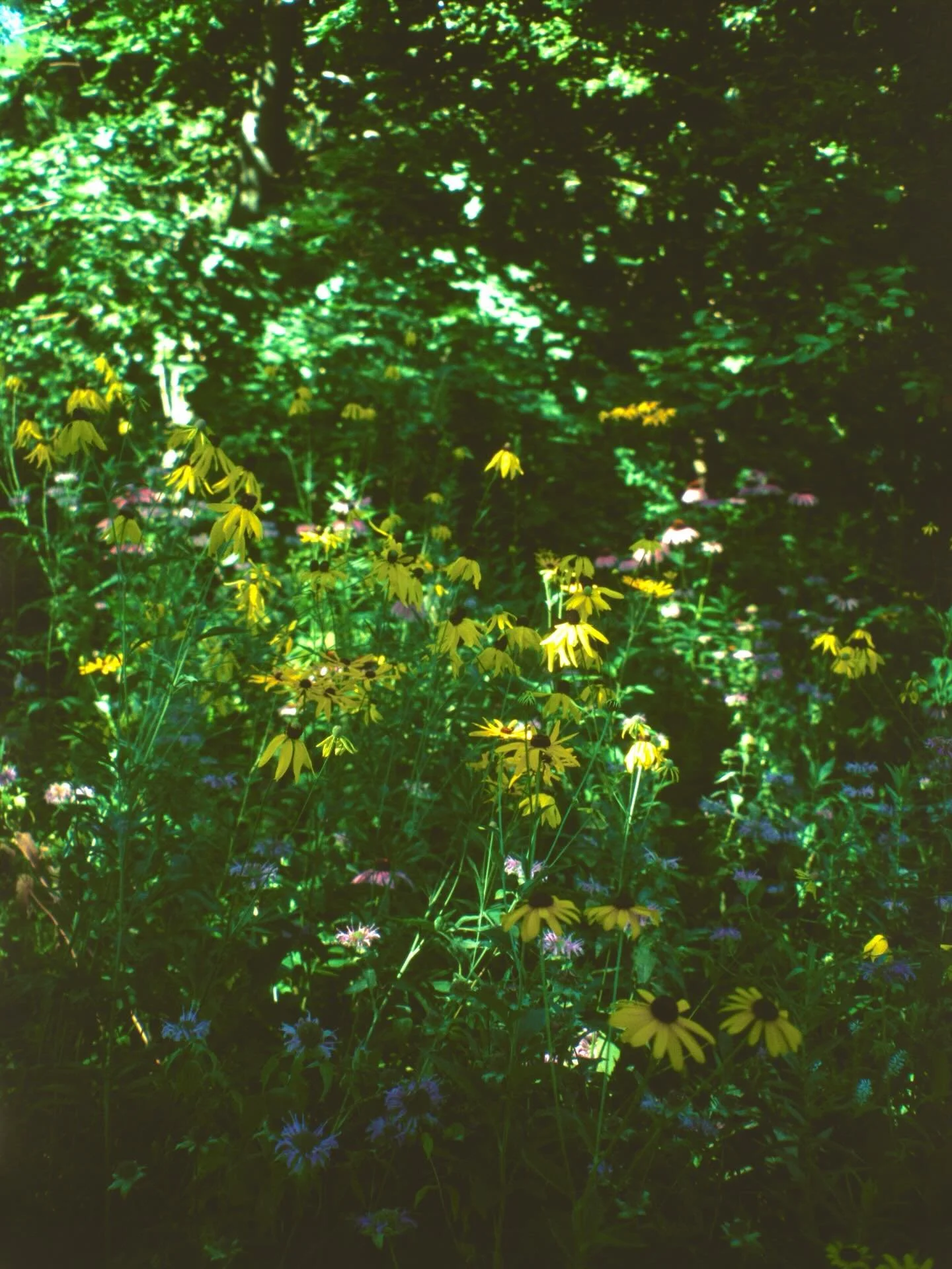 Photos of my Aunt Jackie&rsquo;s place in Wuawuatosa, WI. I&rsquo;ve been in love with this version of suburbia my whole life because of my visits here growing up. The houses, the neighborhood businesses, the parks, the alleyways lined with garages. 