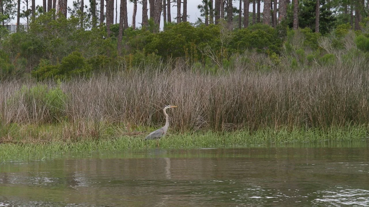New housing on bayou in coastal Alabama hopes to minimally impact environment