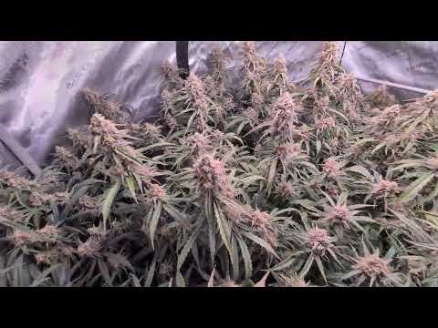 4 Ladies in a 5x5 Tent