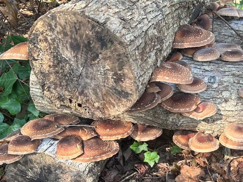 Shiitake-Mushroom-Log
