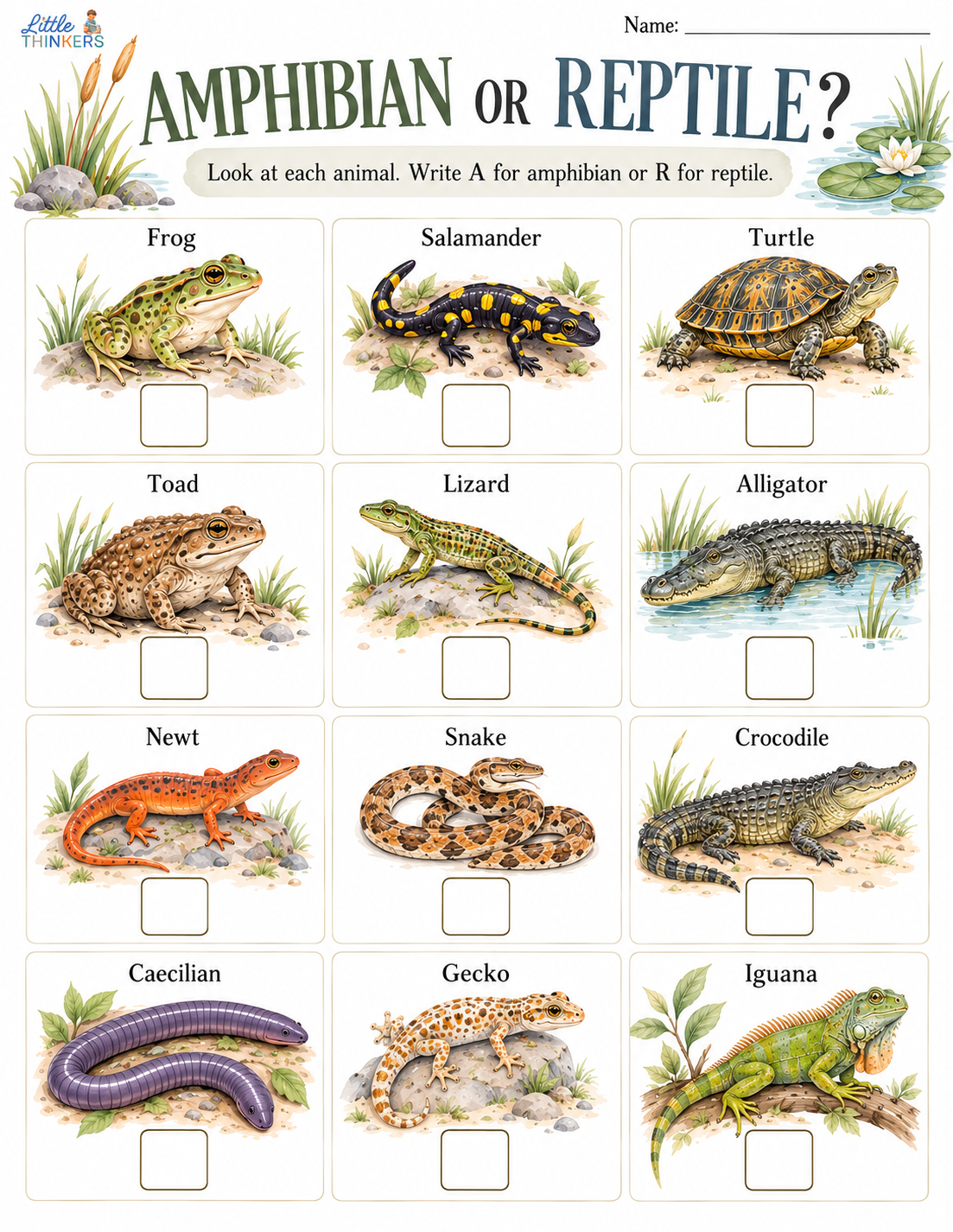Reptile vs Amphibian.png