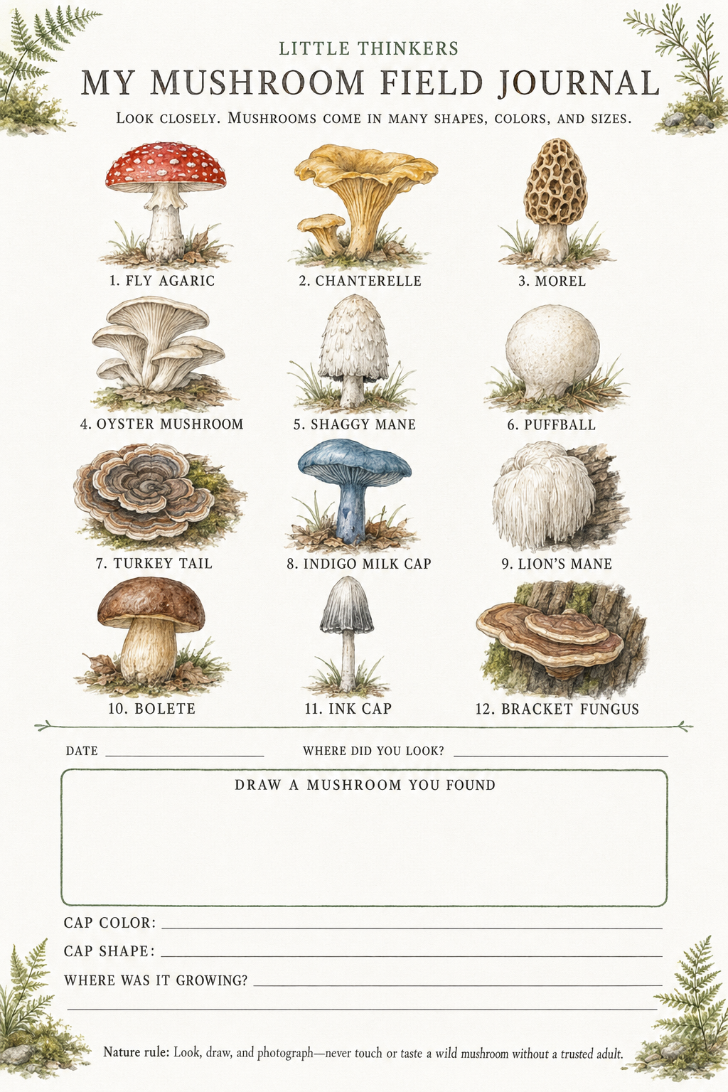 MUSHROOM.png