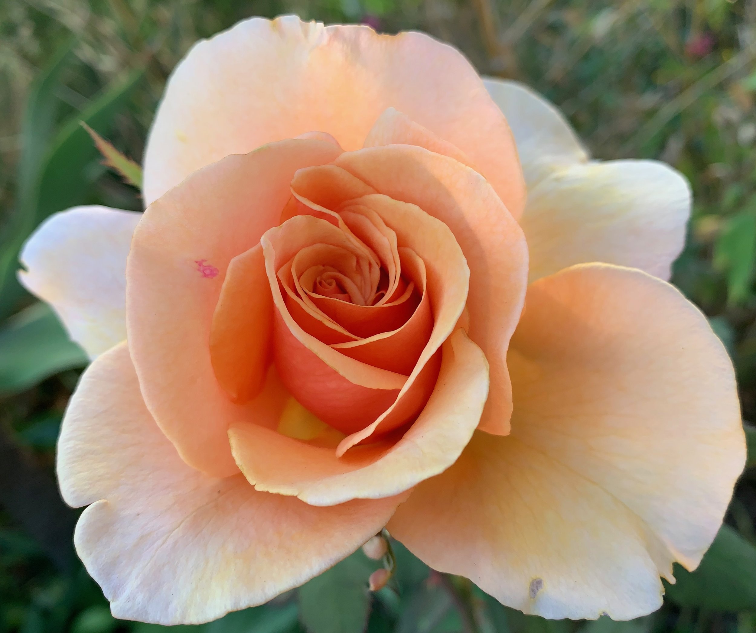 Young and Peachy