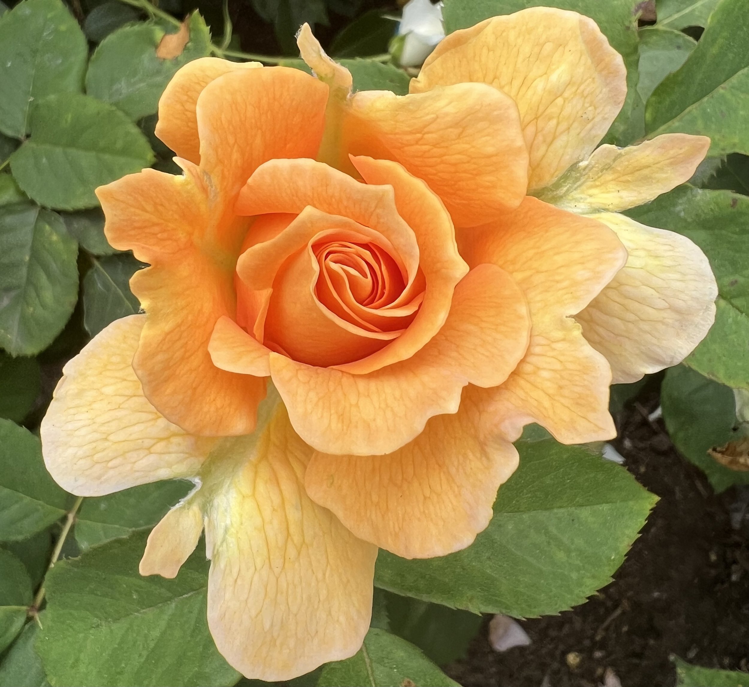 Pulse of the Peach