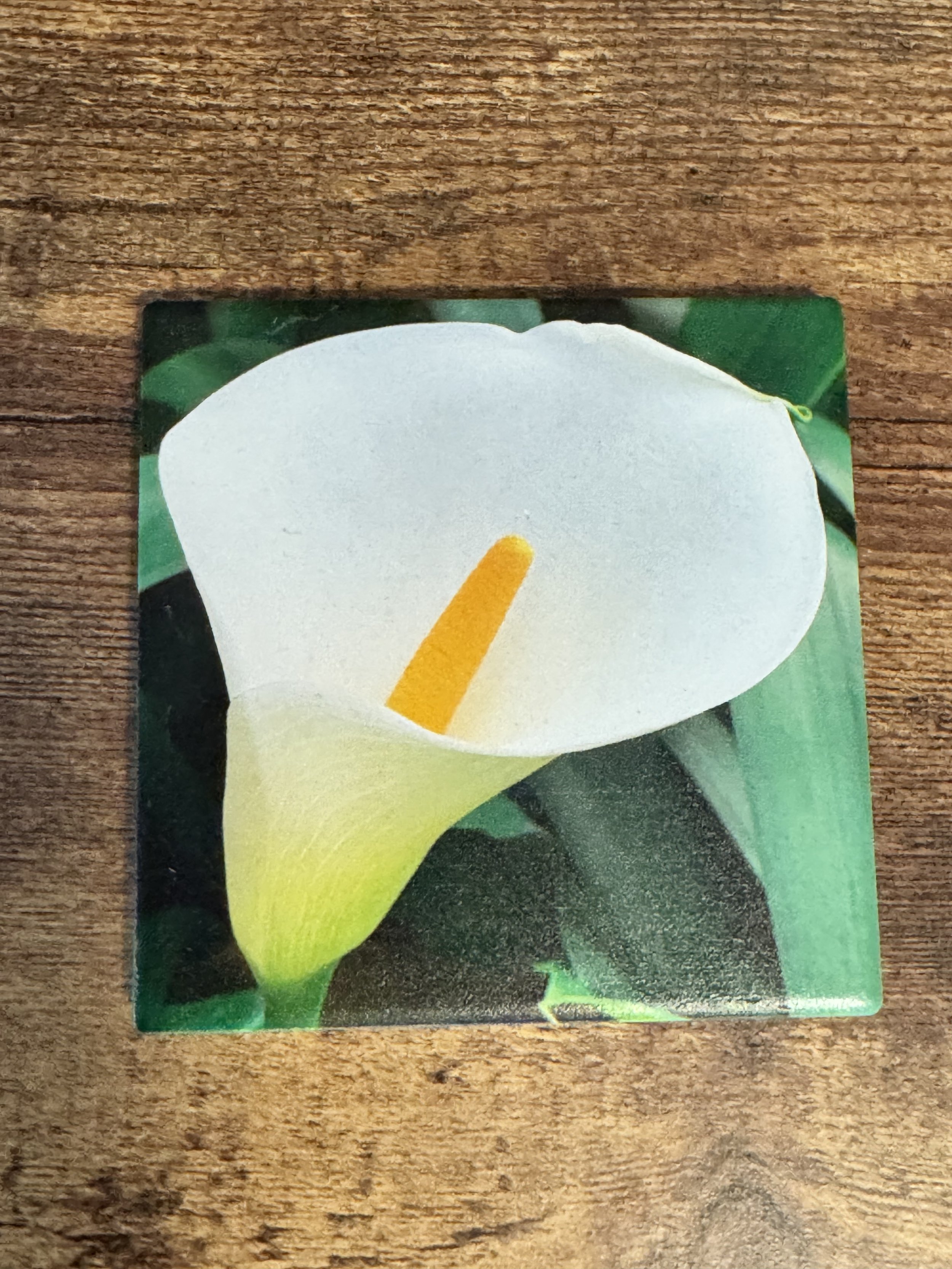 Lily