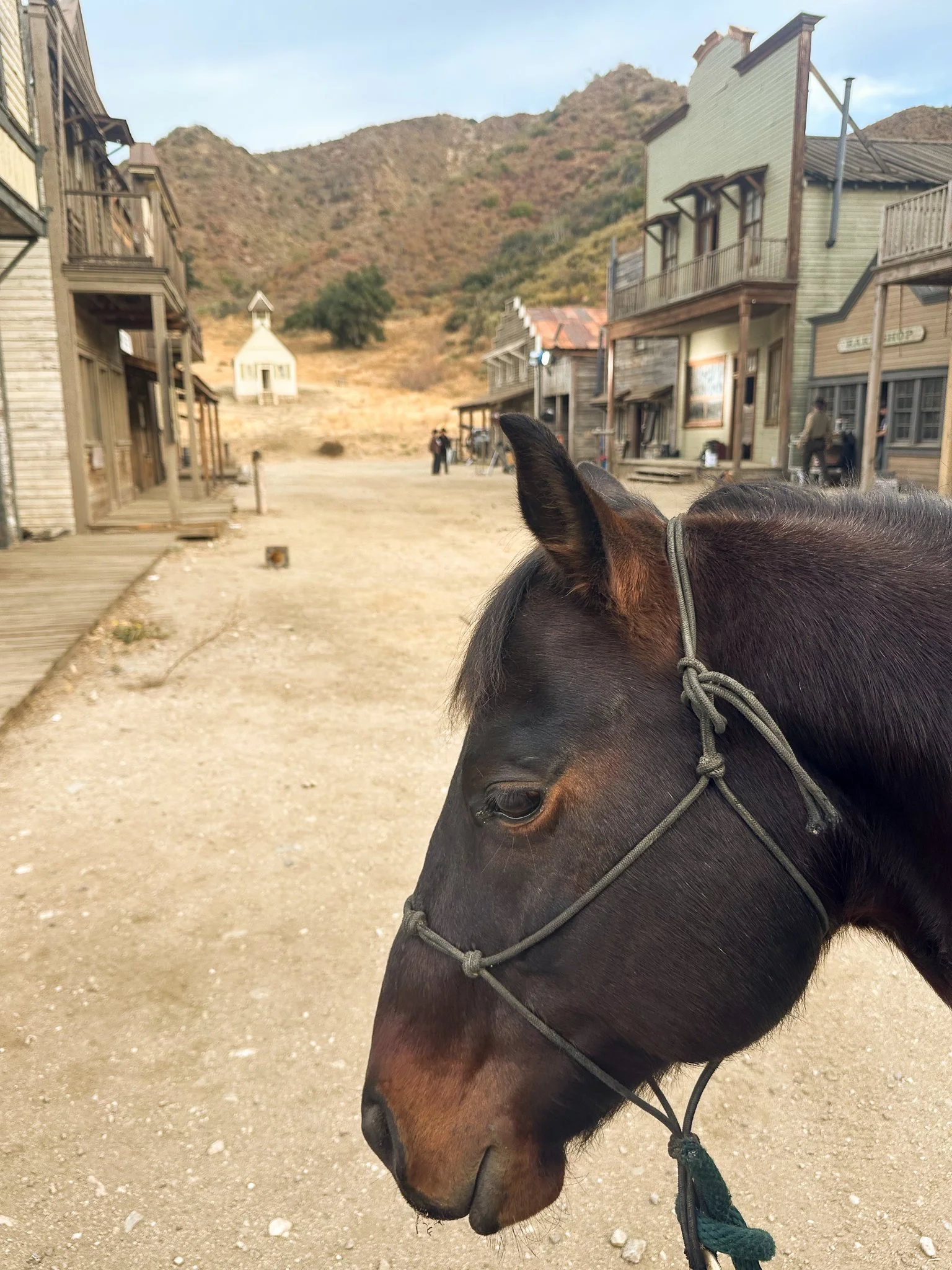 Close-up of a dark brown horse with a black mane wearing a gray halter, in an old Western-style town with wooden buildings and mountains in the background.
