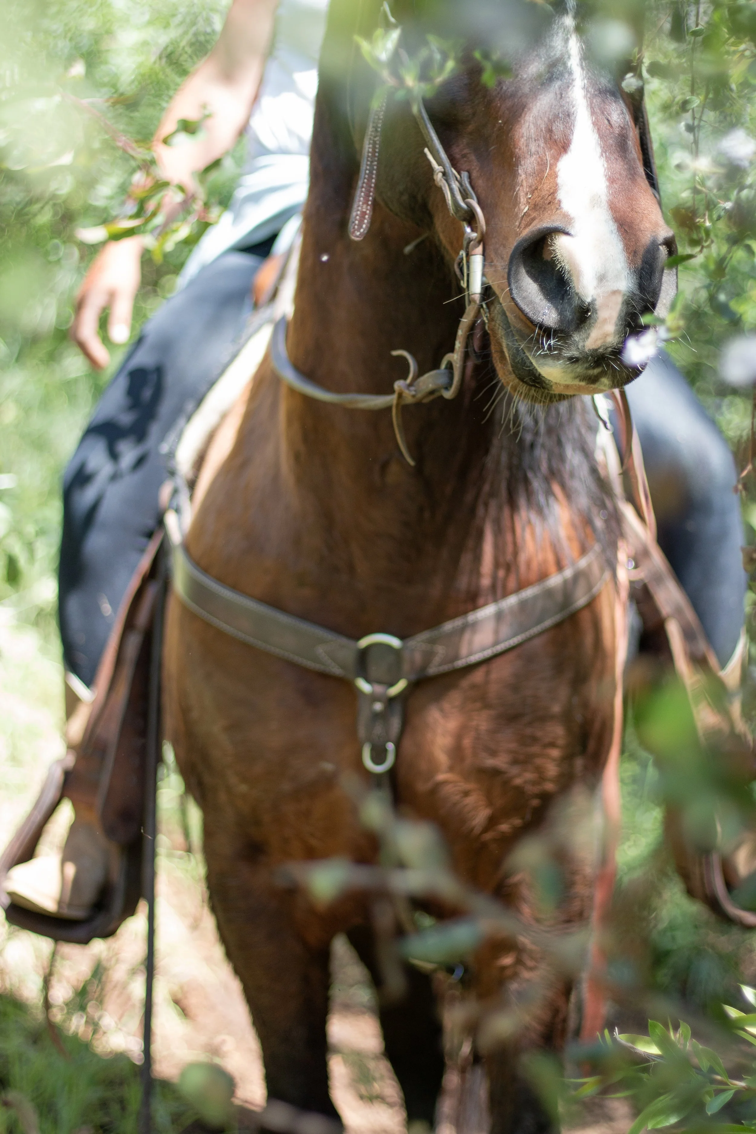Rocky Creek Saddle Club Photoshoot