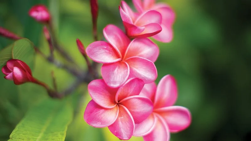 Why I'm Studying Hawai'i Like It's Homework (Because It Is)
