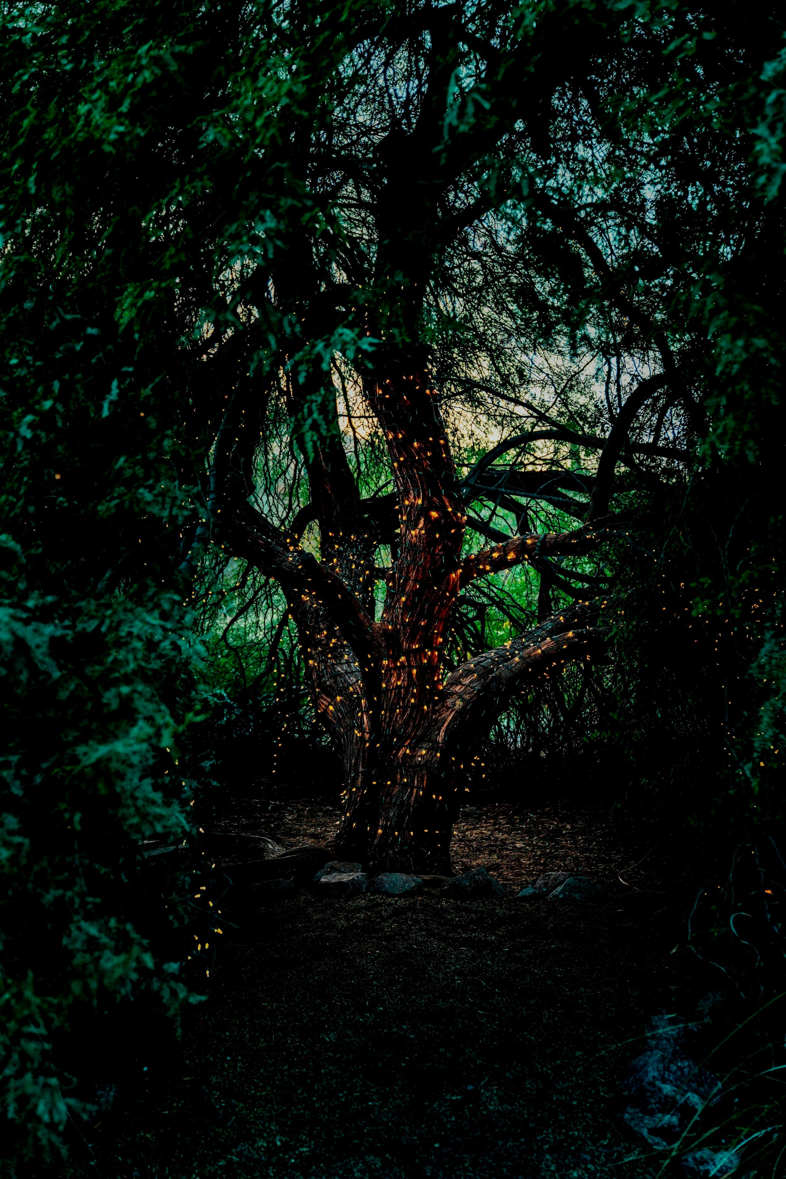 Into the Woods