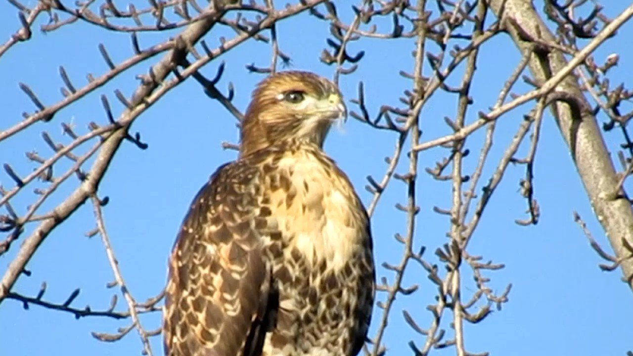 Red-Tailed Hawk - May 2020
