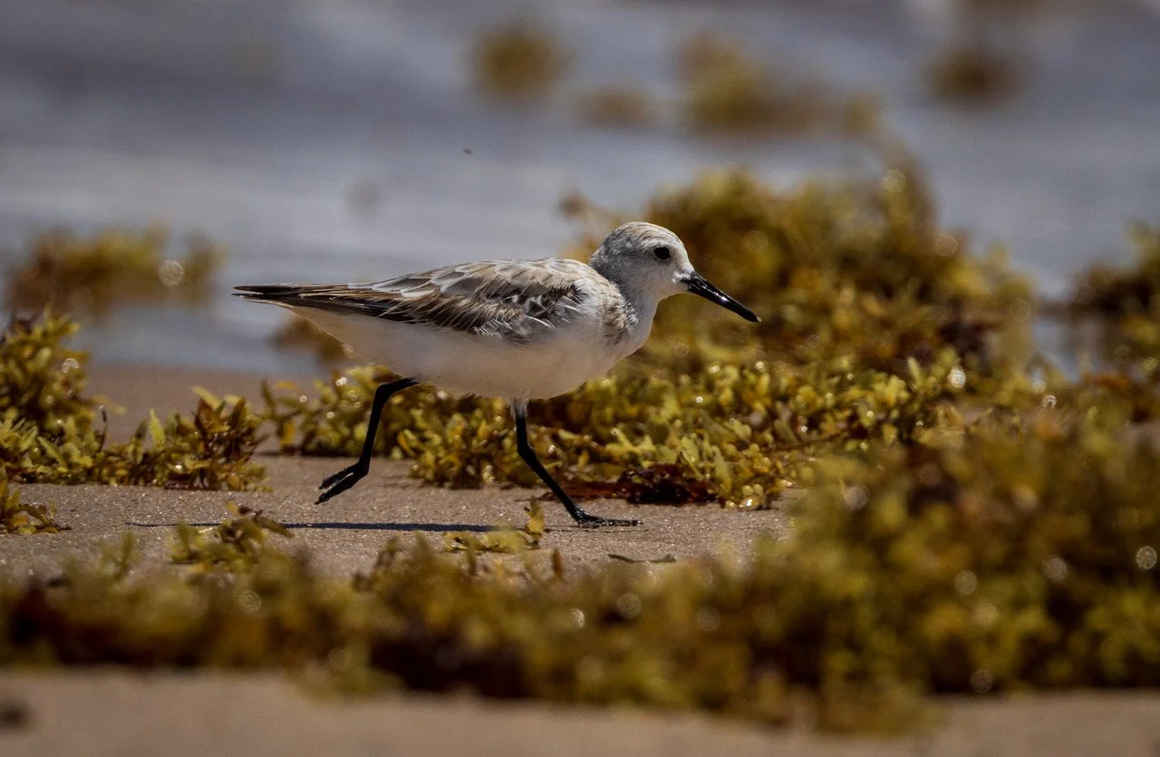 Sanderling.jpeg
