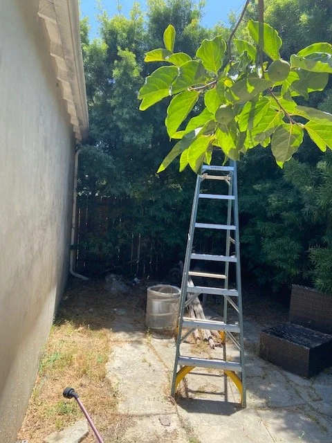 behind garage.jpg
