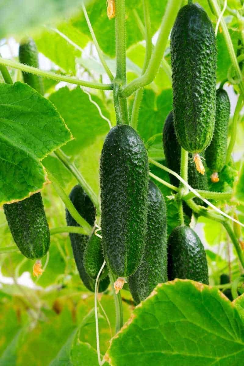 Cucumber