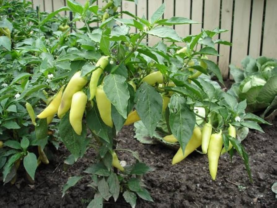 Banana Pepper