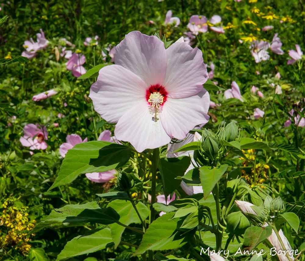 bhwp_20160803_0051.jpg