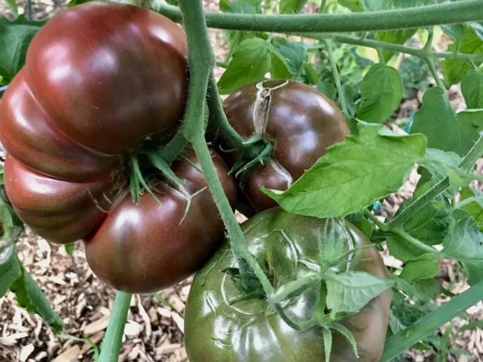 Cherokee Purple Tomato
