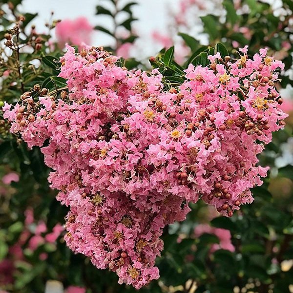 0001837_sioux-crapemyrtle.jpeg