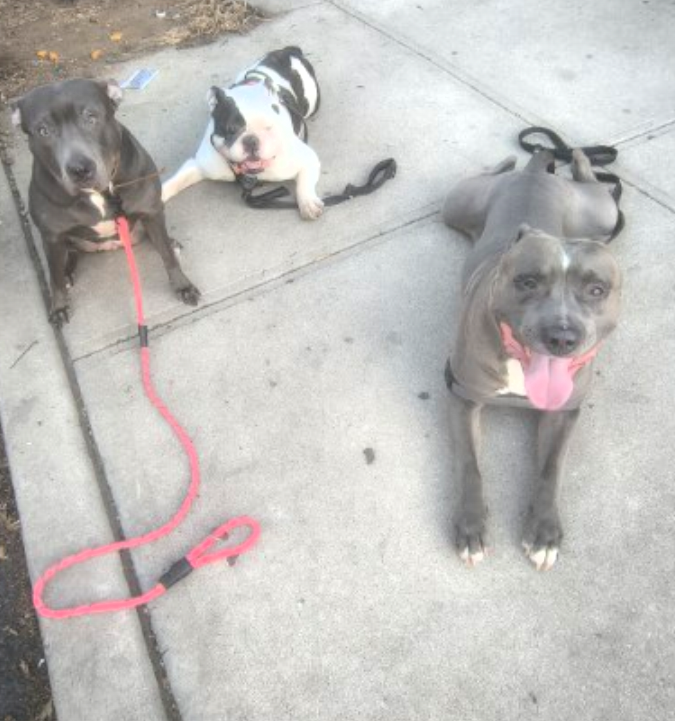 Three dogs sitting and lying on a concrete sidewalk outdoors, two with leashes, one with its tongue out and smiling.