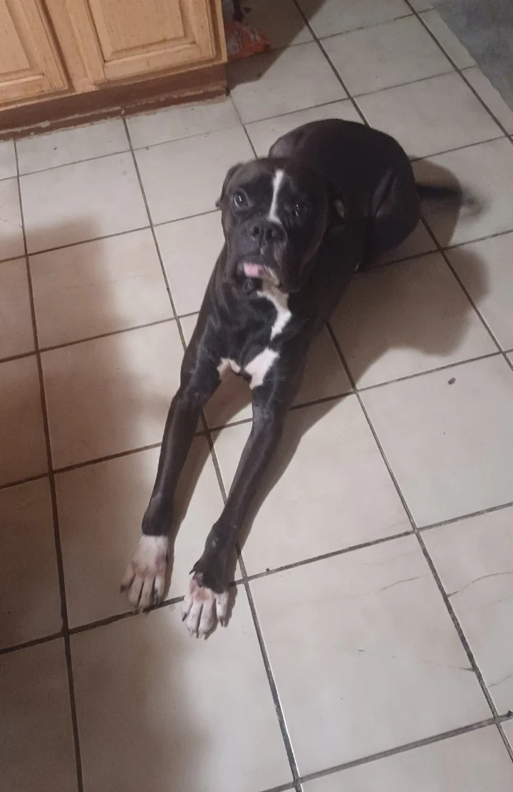 A black and white dog lying on a tiled kitchen floor, looking up with a slightly curious or surprised expression.