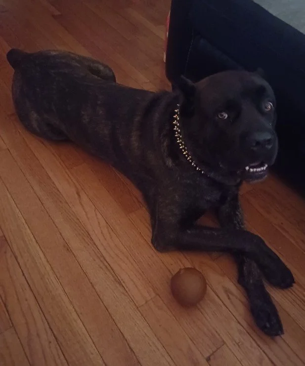 A black and brindle dog lying on a hardwood floor with a small brown ball near its front paws, looking up at the camera.
