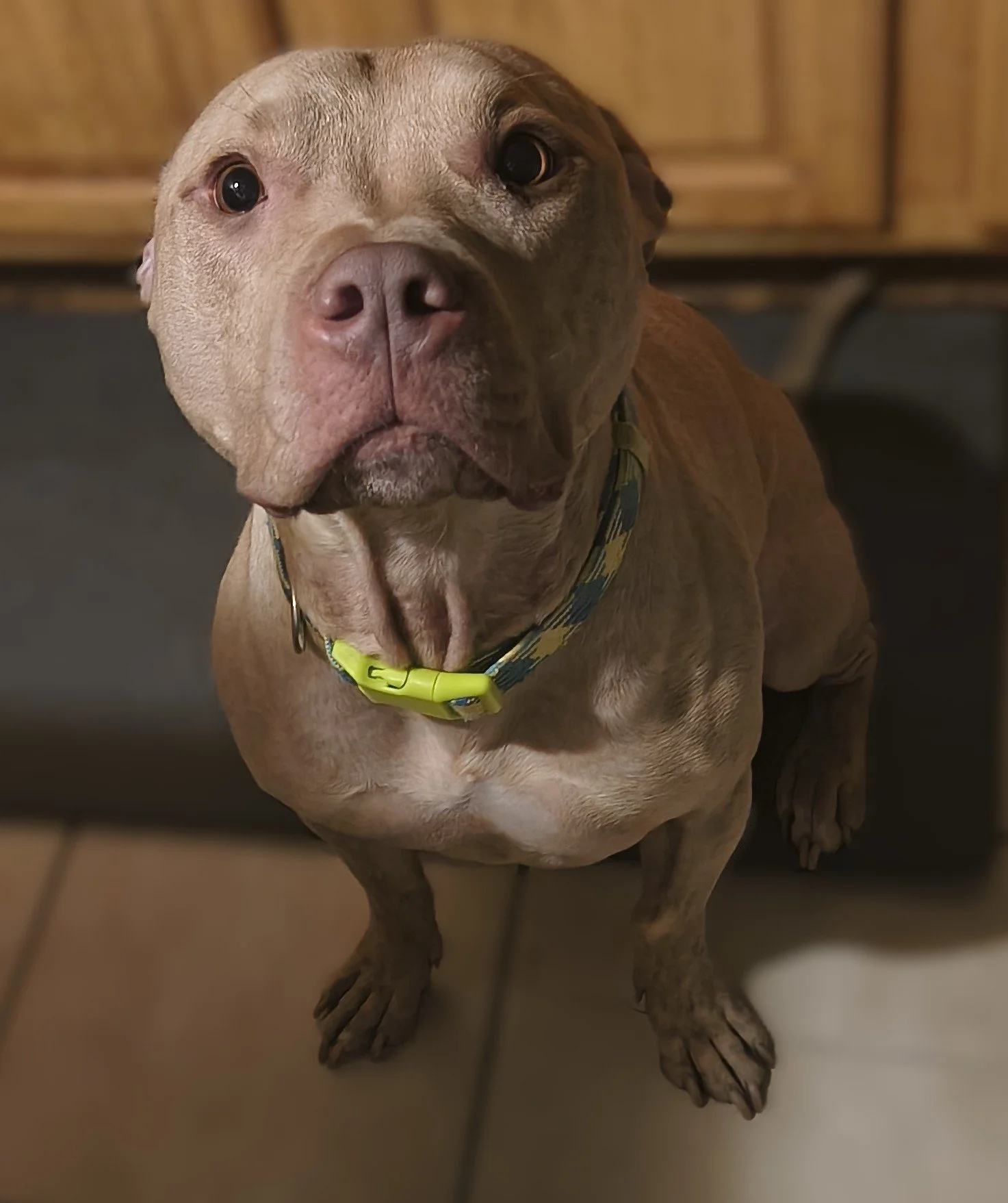 Close-up of a tan pitbull dog wearing a multicolored collar, sitting on a tiled floor in front of wooden cabinets.