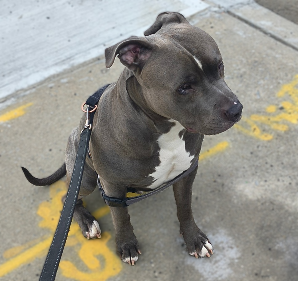 A gray and white dog sitting on a concrete sidewalk with yellow markings, looking to the side.