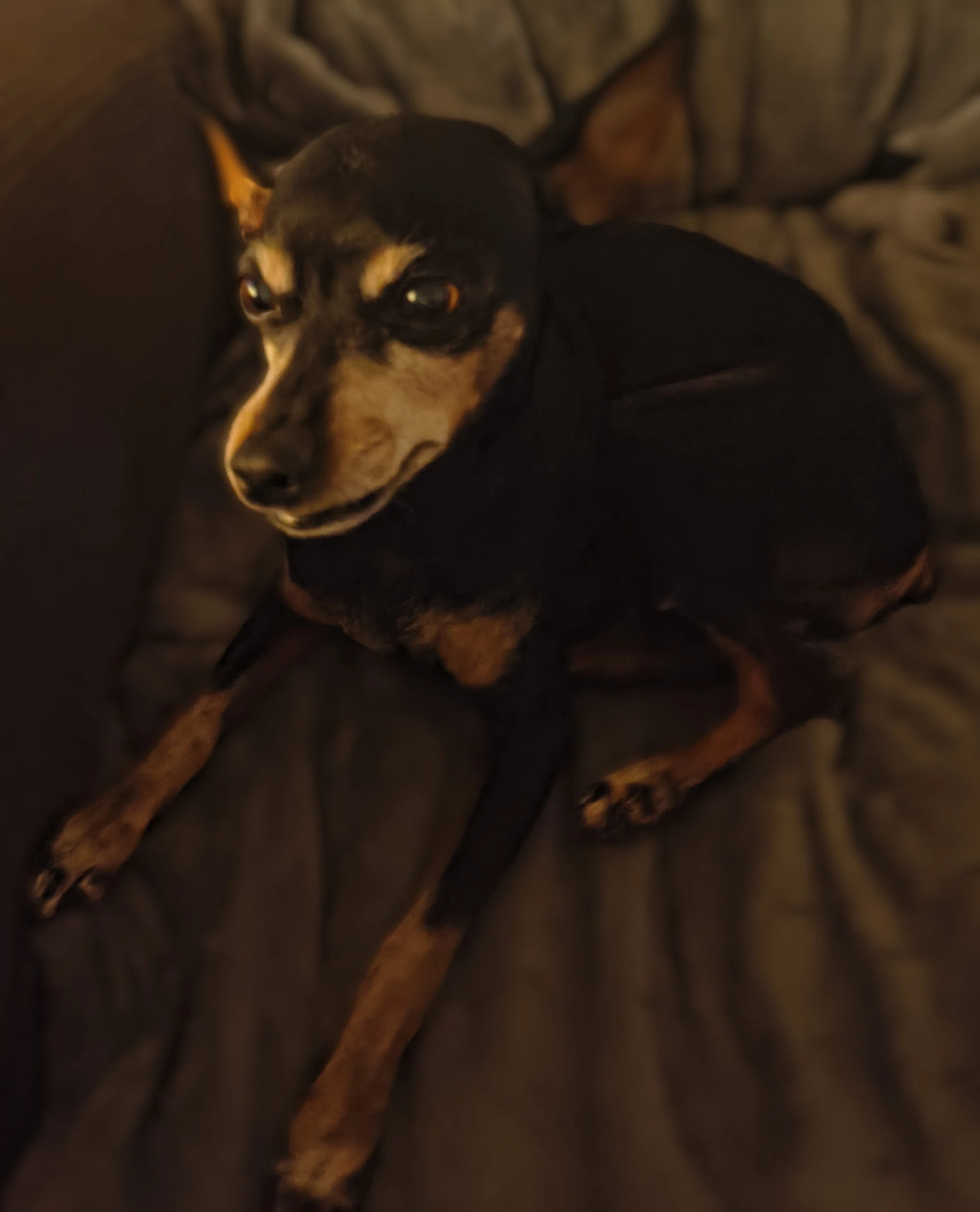 A small black and tan dog, possibly a dachshund, lying on a dark surface with a blanket or pillow behind it. The dog is looking at the camera with a calm expression.