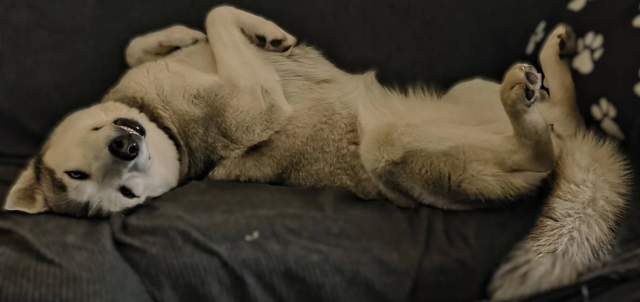 A husky dog lying on its back on a dark couch with its paws up, looking relaxed.