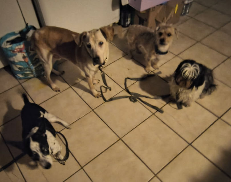 Four dogs sitting on a tiled floor indoors, with leashes and a bag nearby.