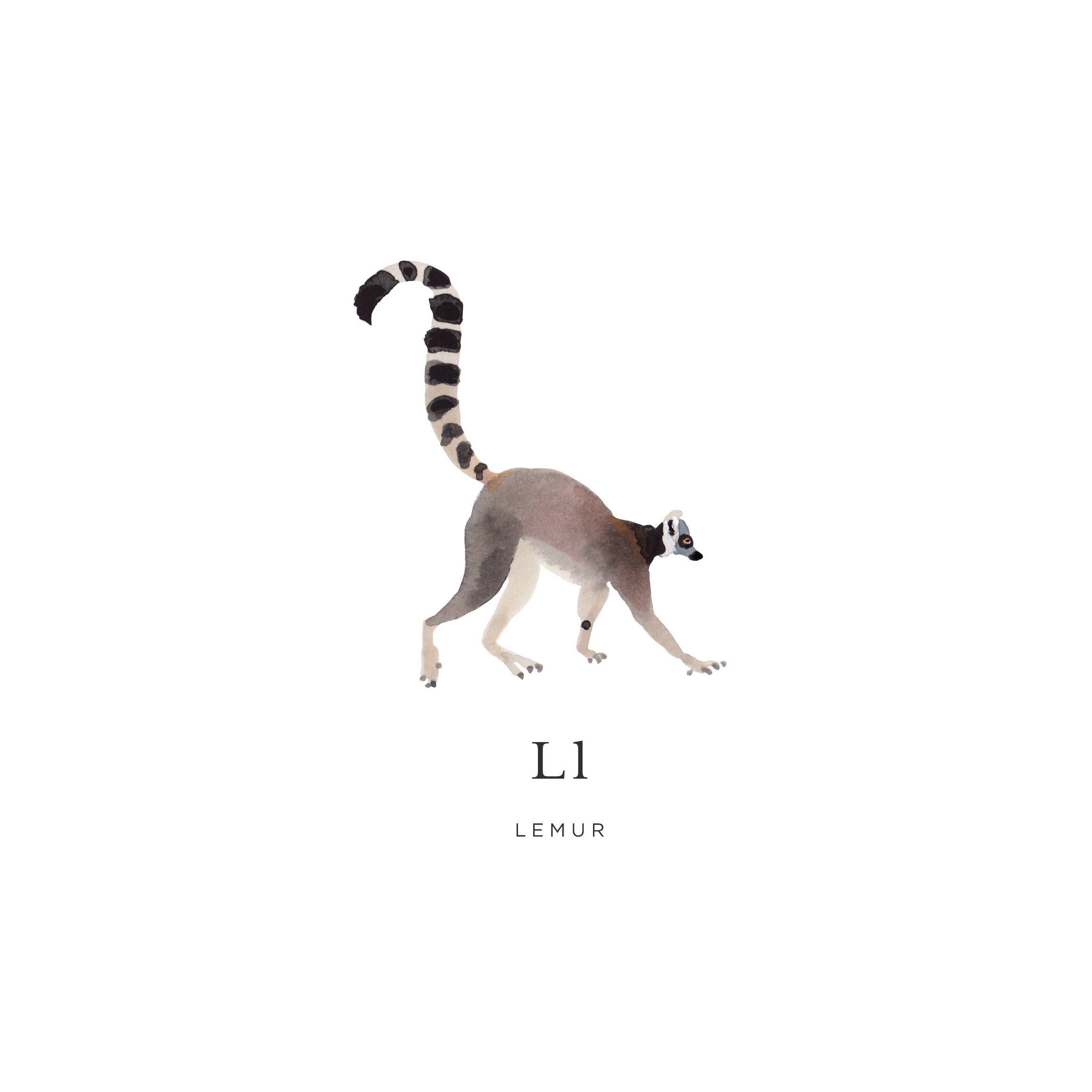 lemur.jpg