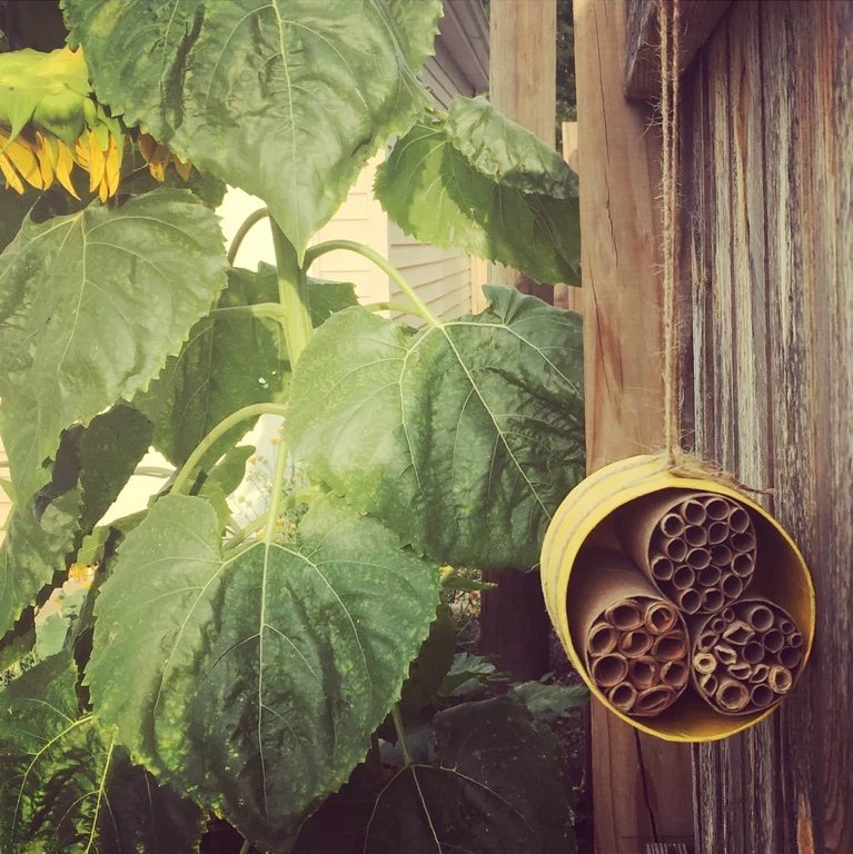 finished bee hotel craft from green explorers club hanging outside by plants