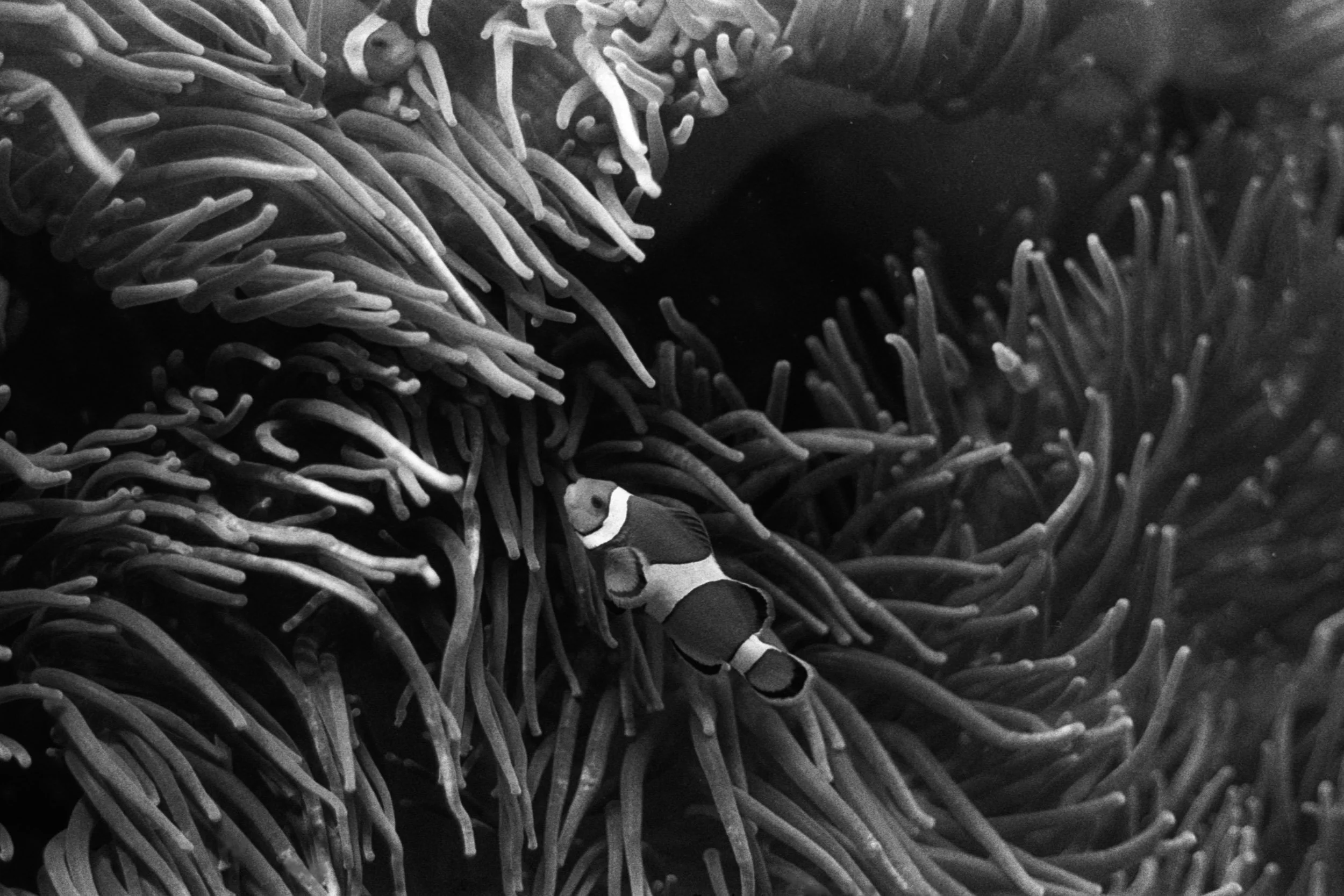 I found Nemo, GA, 2025