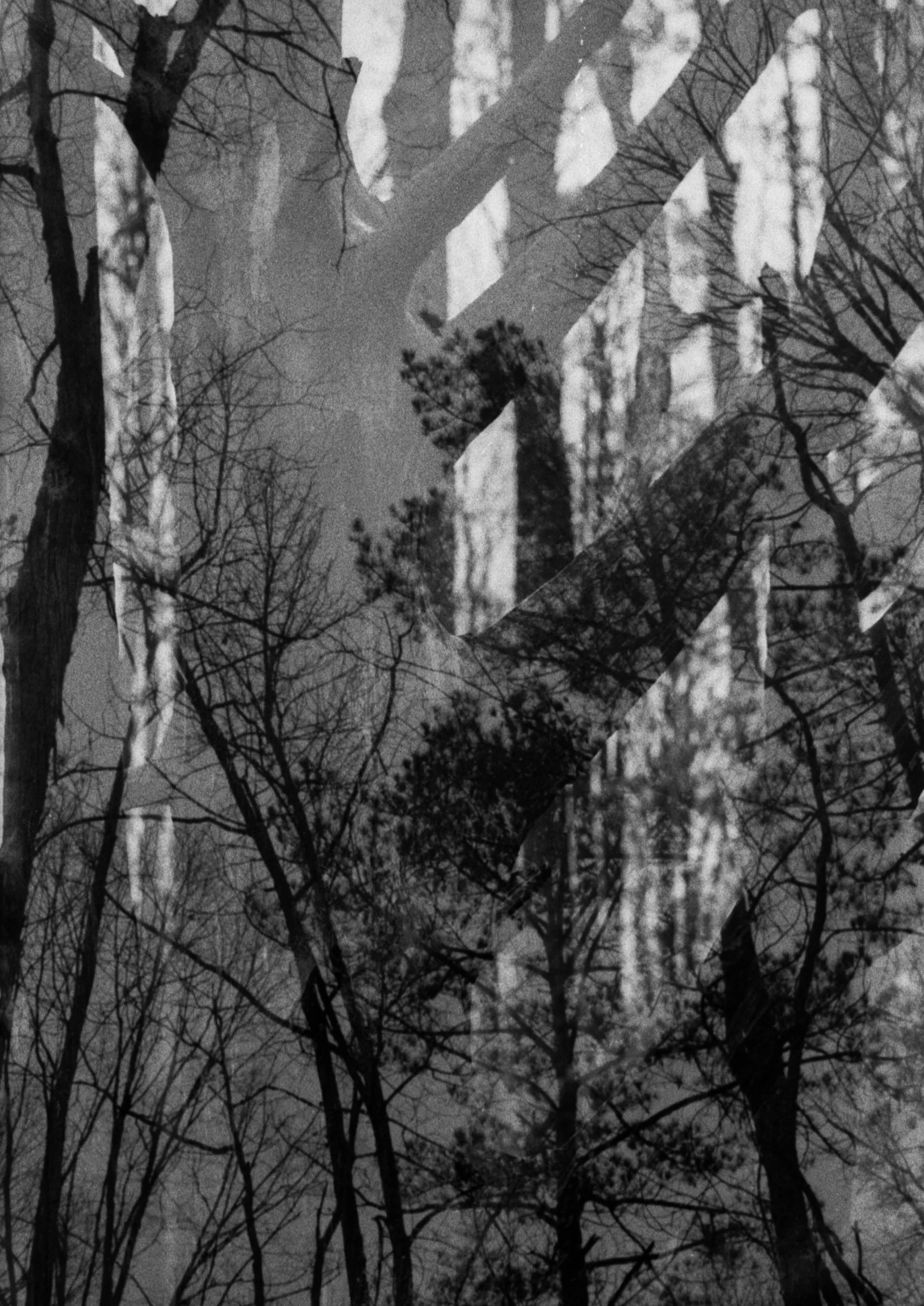 Dead trees, living trees, 2025