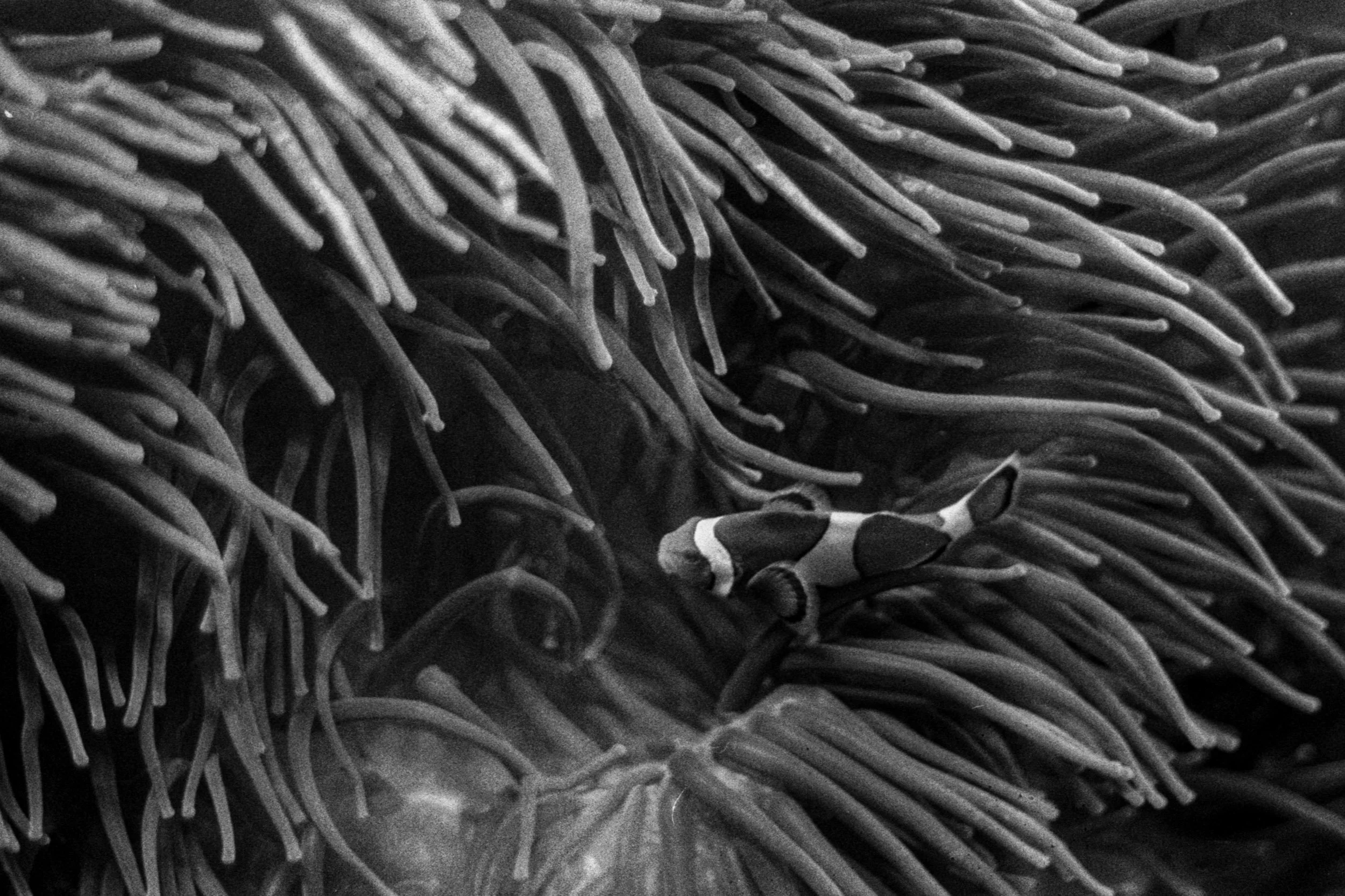 I found Nemo II, GA, 2025