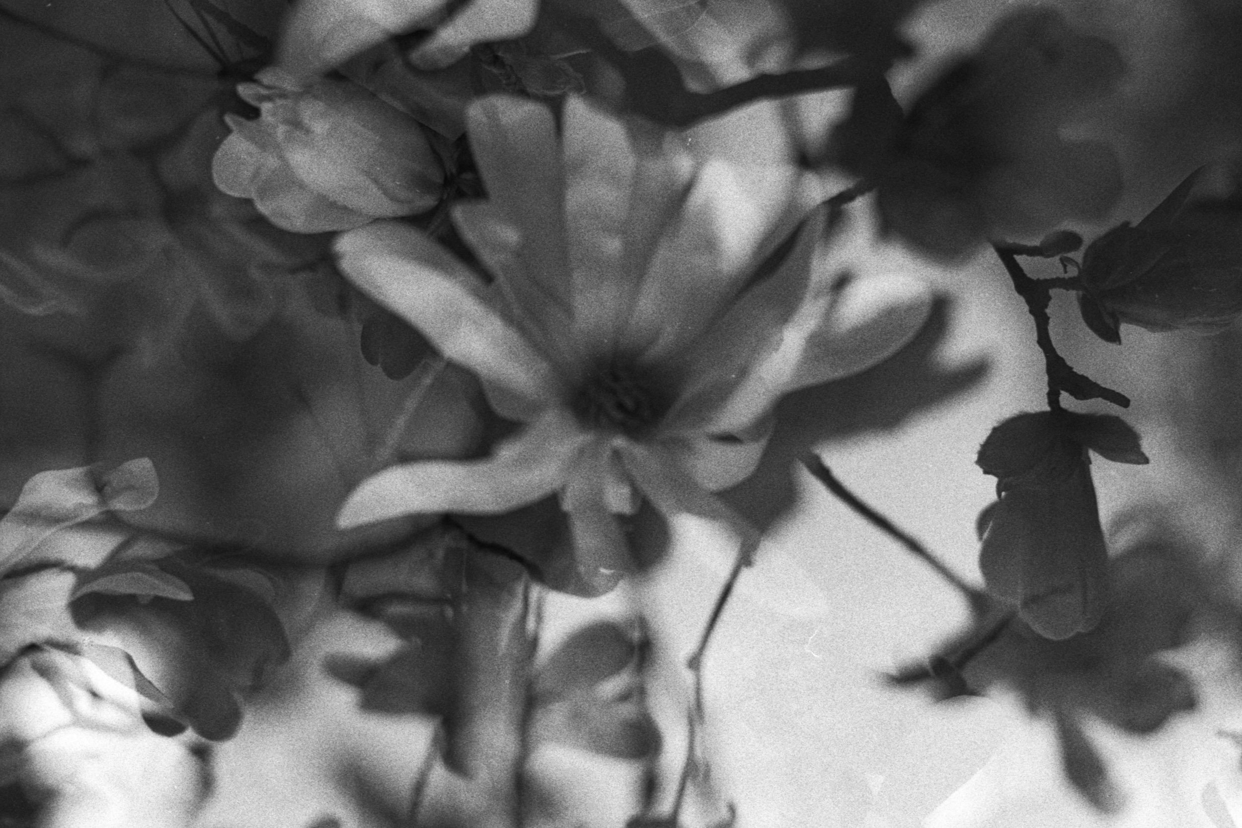 Blooms, GA, 2025, Double Exposure