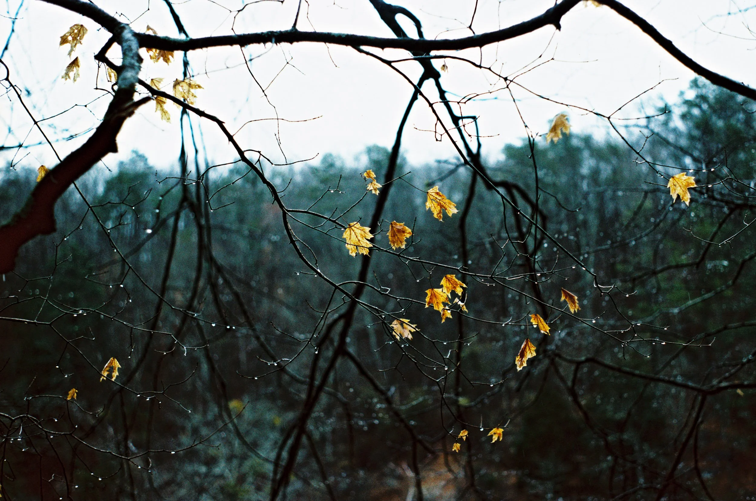Film Diary: On the Road
