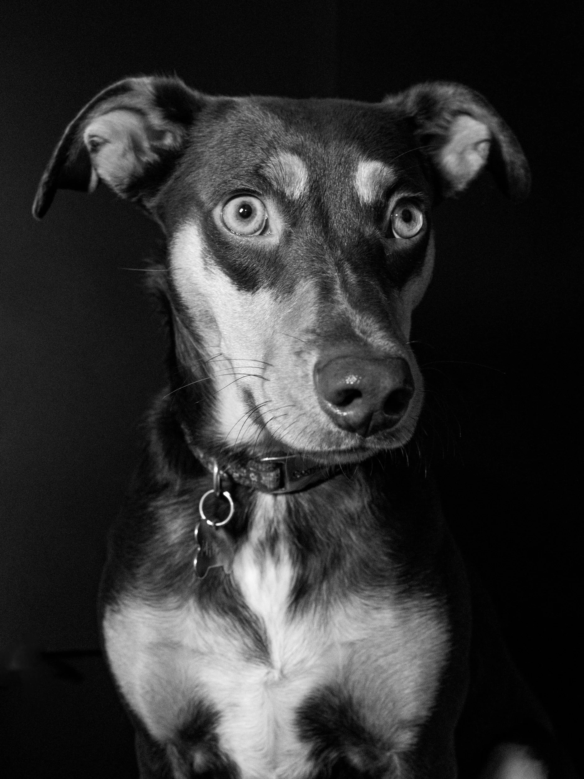 HerzelSireci-MyCompanion-Animals copy.jpg