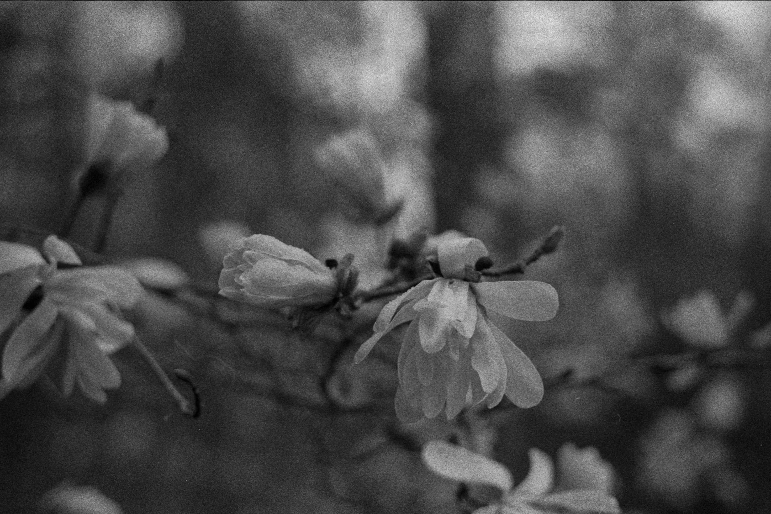 Georgia Blooms, GA, 2025