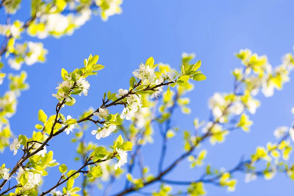 De natuur ontwaakt, en wij ook…