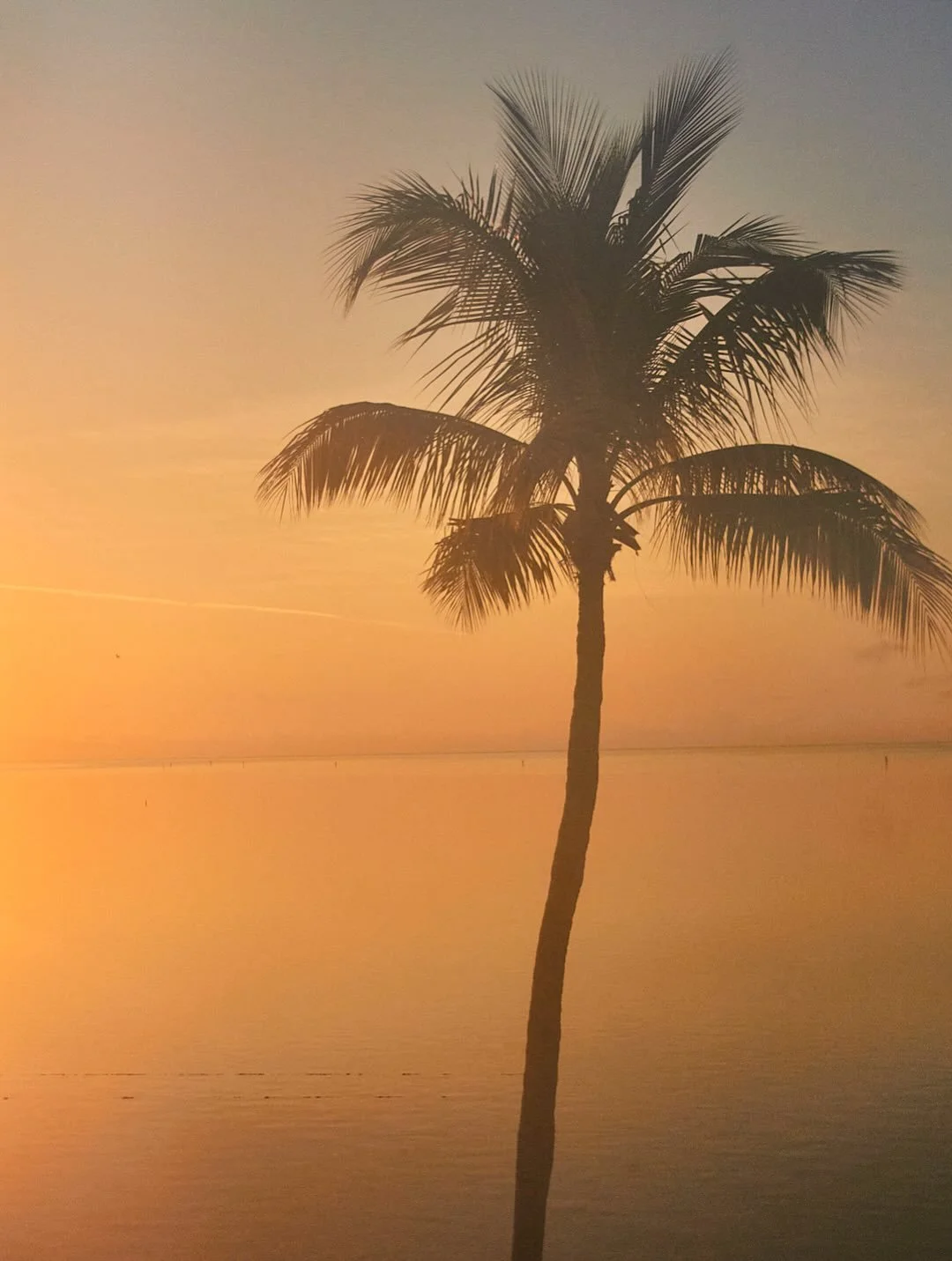 Palm trees for days spent the last 10 days in Florida &amp; the keys big up the crew #benwatts #scrapbooking #floridakeys