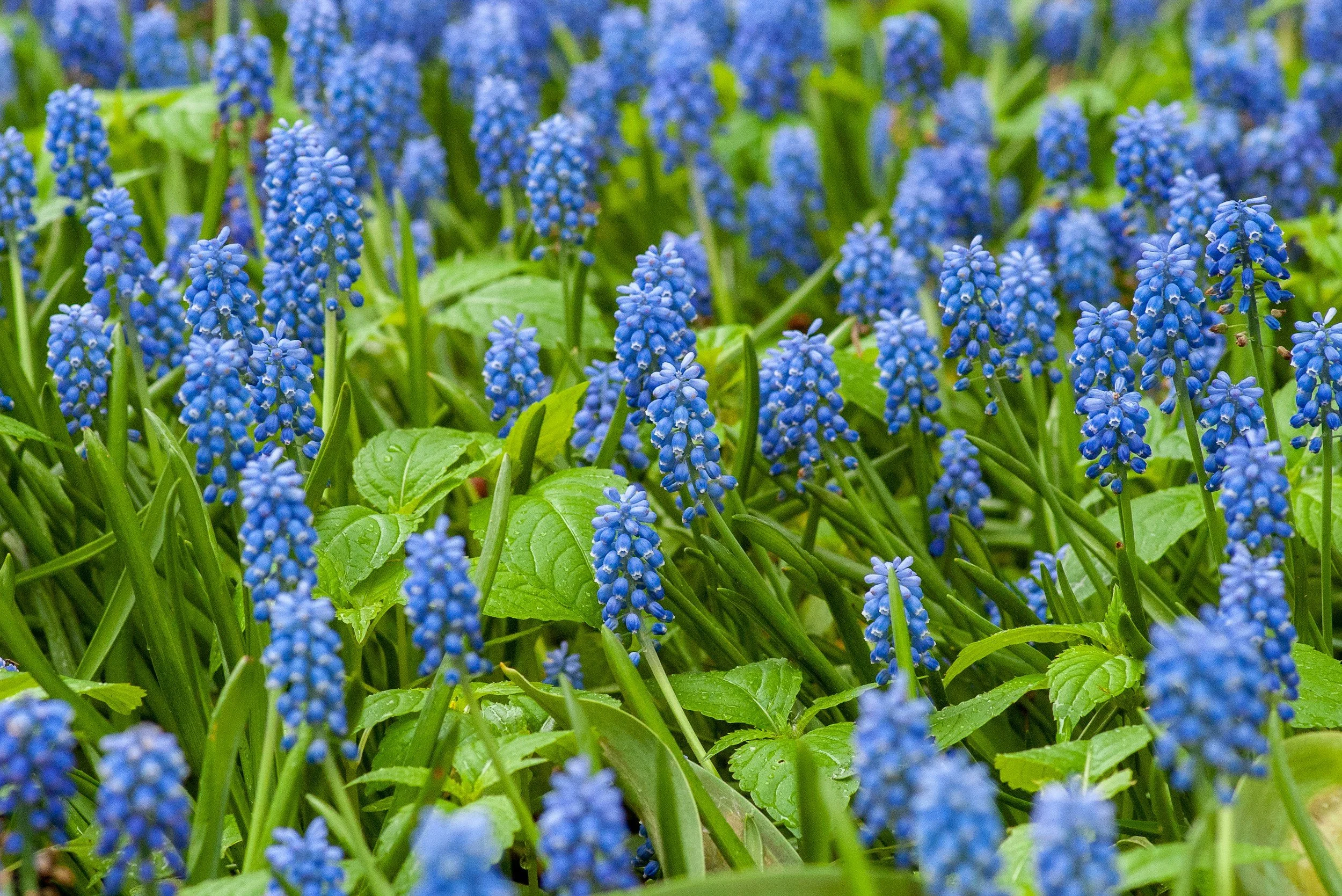Close-up of grape hyacinth flowers with blue blooms and green leaves